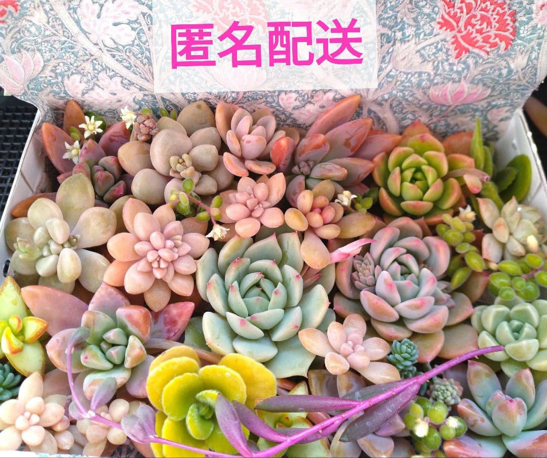 B]多肉植物 寄せ植え カット苗セット エケベリア セダム 多肉弁当