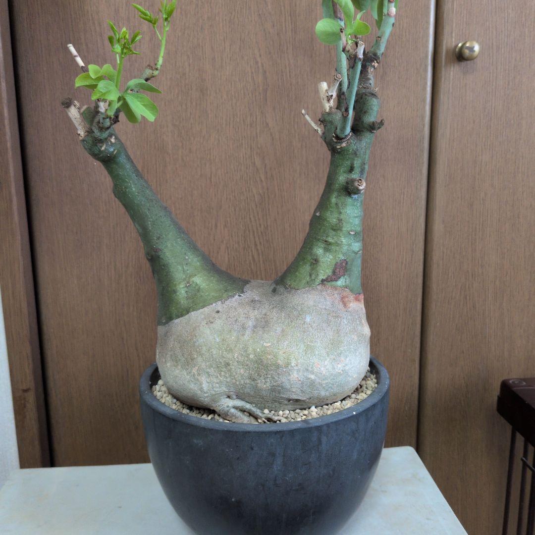 巨大ダブルヘッド アデニア グラウカ ねこちゃん型 - メルカリ