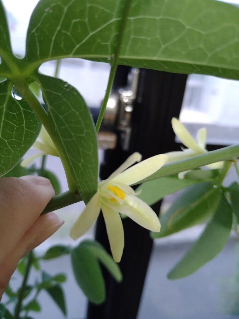 巨大ダブルヘッド アデニア グラウカ ねこちゃん型 - メルカリ