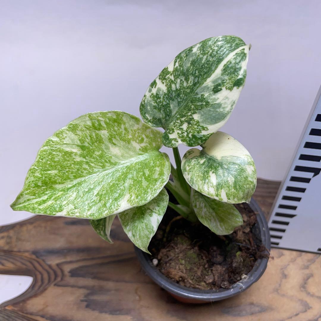 か*ぽ様 a132モンステラ デリシオーサ レガシー 斑入り legacy Va