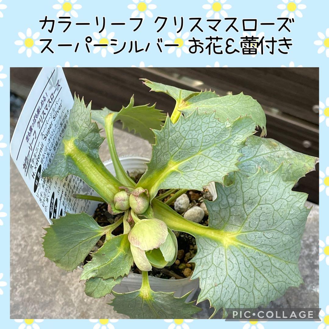 クリスマスローズ 大木ナーサリー アトロ系オーレア ss 未株分け 6号 花芽2