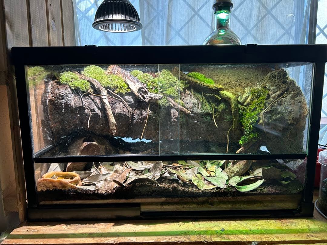 爬虫類ケージ　レイアウト品 レオパのケージが大きすぎ？適正サイズと管理のコツ | ハチュラボ