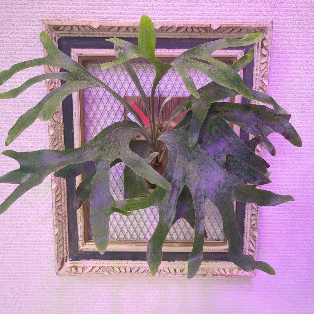 P.Willinckii × P.Hillii 'Geisya' spore - メルカリ