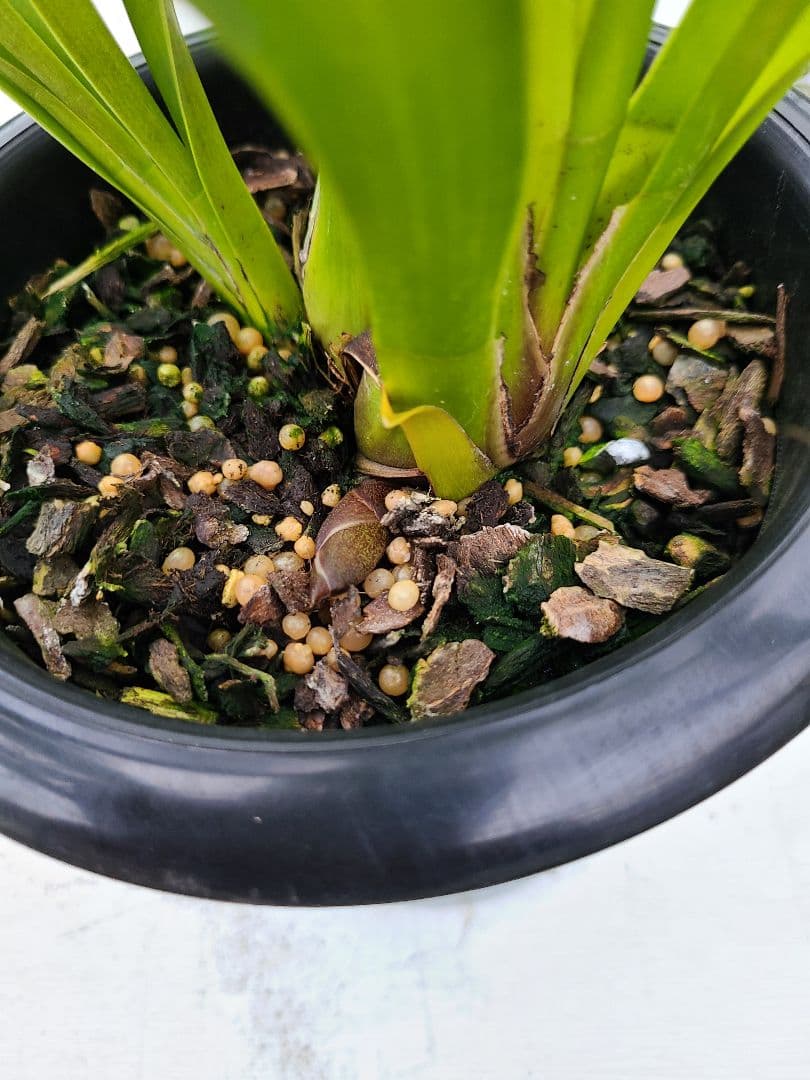 フォアゴットンフルーツ。花芽2個。5鉢セット。蜜蜂誘引蘭