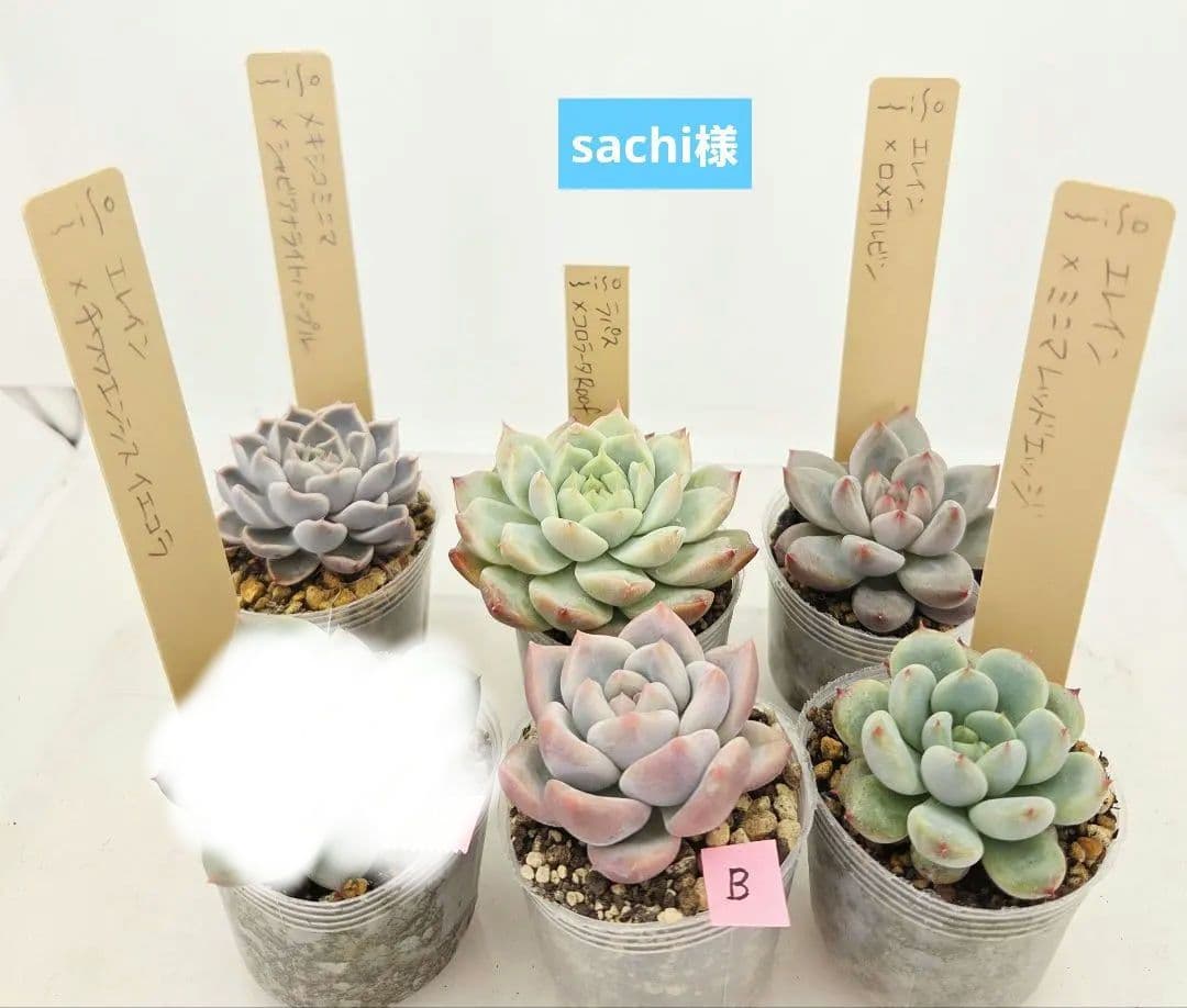 sachi様 5苗 楽天市場】トキワマンサク 【七彩】 5号ポット苗 【ハナヒロバリュー