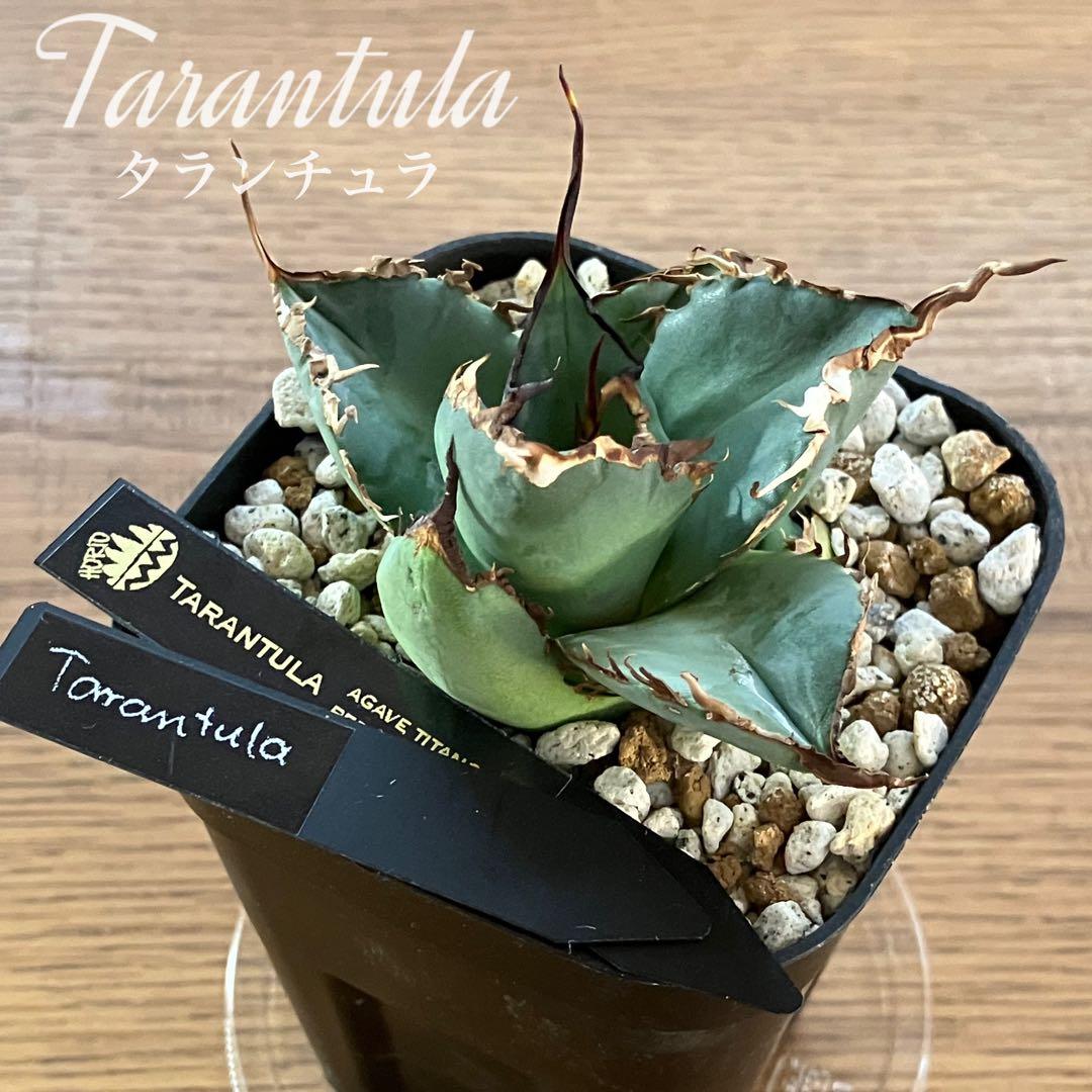 モ*ギ様 【初売りオークション】49 REZA産　長棘　アガベ　TARANTUL 2026年最新】タランチュラ アガベの人気アイテム - メルカリ