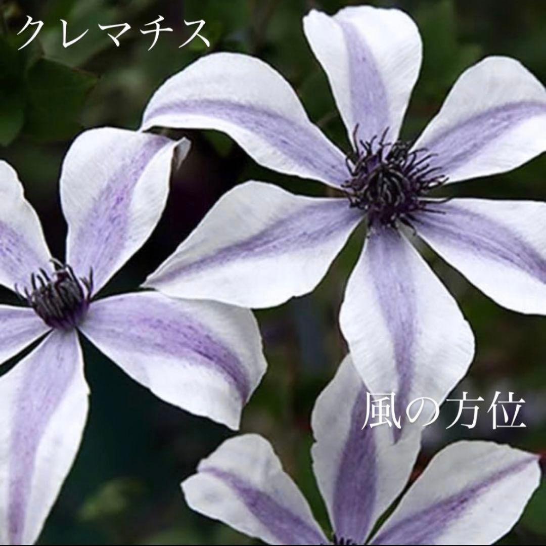 希少 クレマチス 風の方位 2023年新品種 バイカラー クレマチス専門ナーセリー 及川フラグリーン 風の方位