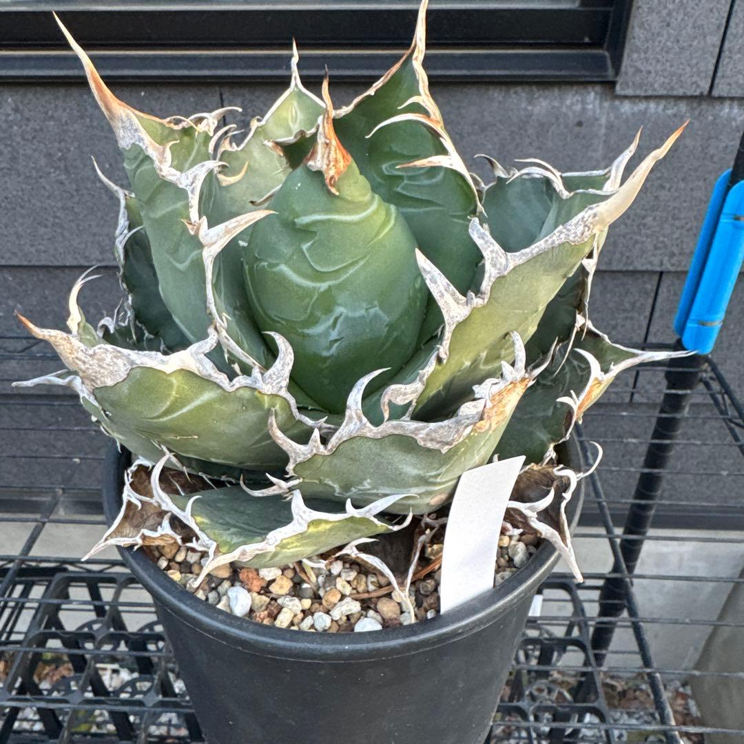 アガベ チタノタ 白鯨 大株 オアハカ オテロイ ハデス シーザー 赤猫