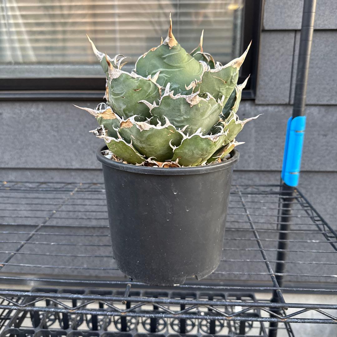 アガベ チタノタ 白鯨 大株 オアハカ オテロイ ハデス シーザー 赤猫