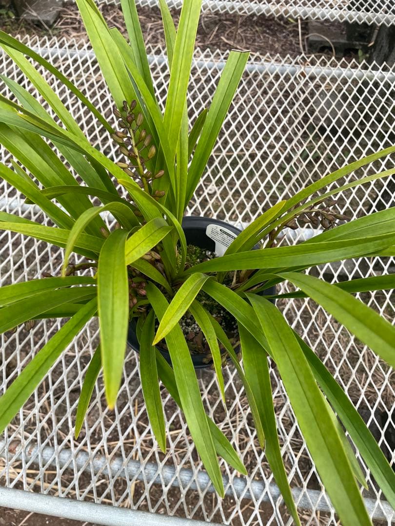 R8年キンリョウヘン花芽9本#1 - メルカリ