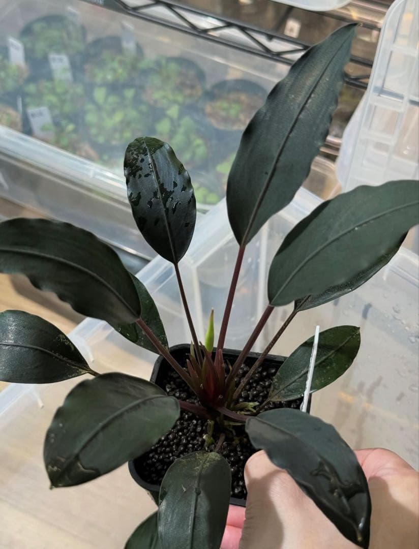 ブセファランドラ 超濃色モトレィアーナ 最高峰の絶品 /パダワン産