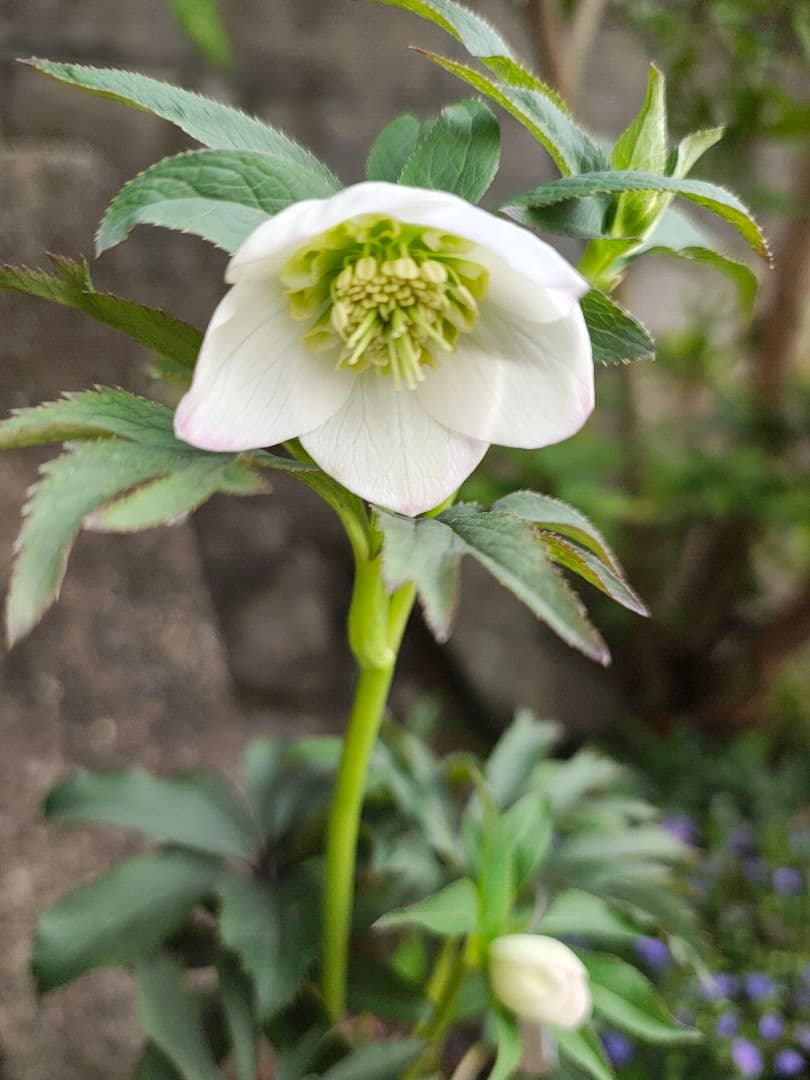 クリスマスローズ 大木ナーセリー ポーセリン交配 - メルカリ