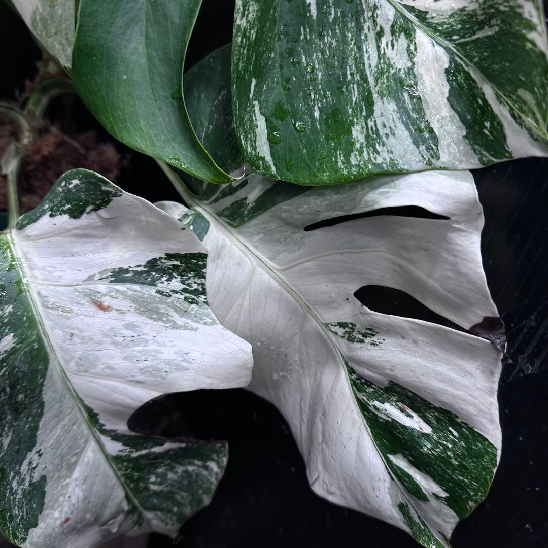 斑入りモンステラ ホワイトタイガー極美大株52cm白斑多 - メルカリ