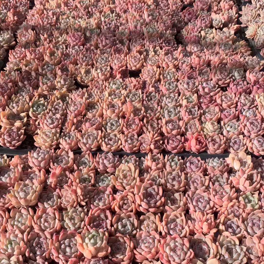 Top【選抜株】多肉植物 23439レジェンド 105個 プラグトレー苗