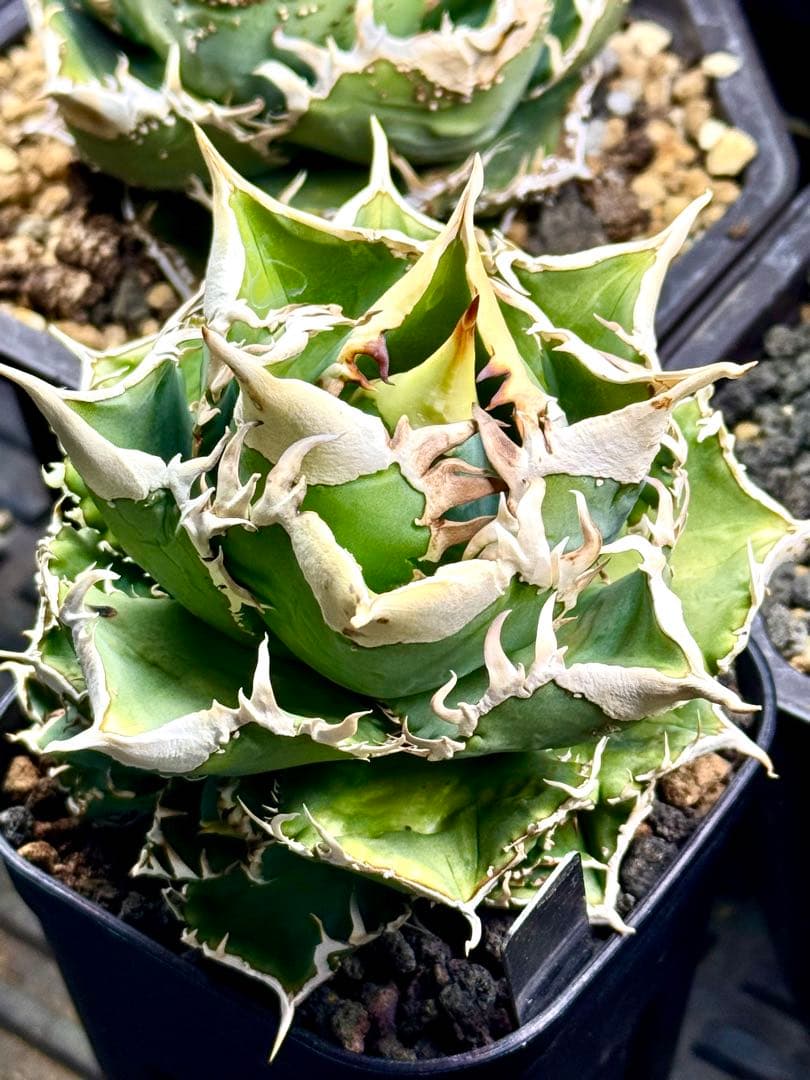 アガベ CJ Special（ホオジロタイプ） - メルカリ