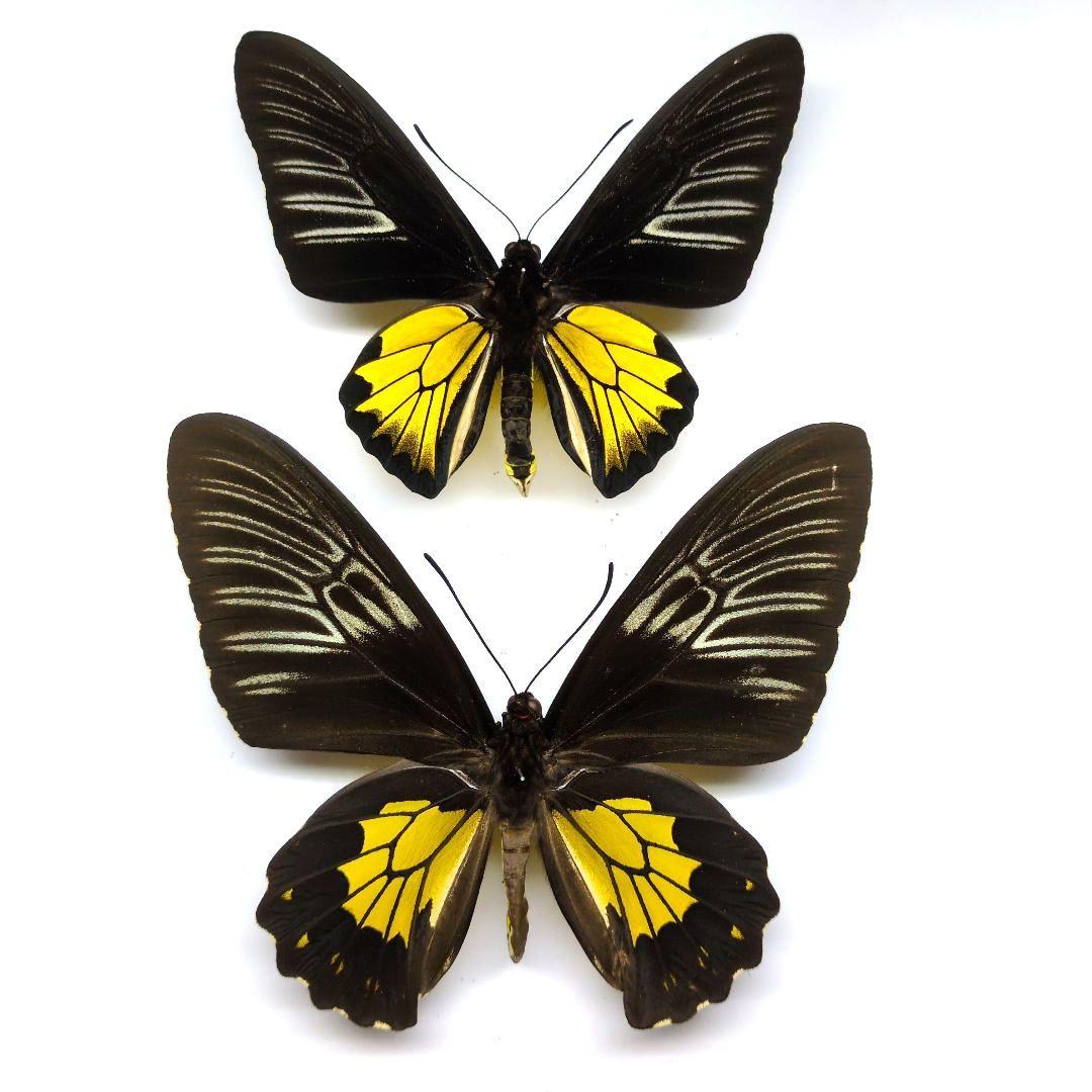 蝶標本 フィリピンキシタアゲハ ペア - メルカリ