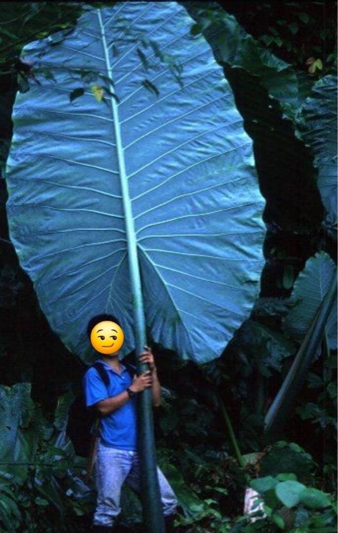 原種 世界最大 アロカシア ロブスタ サトイモ科 アロイド パルダリウム