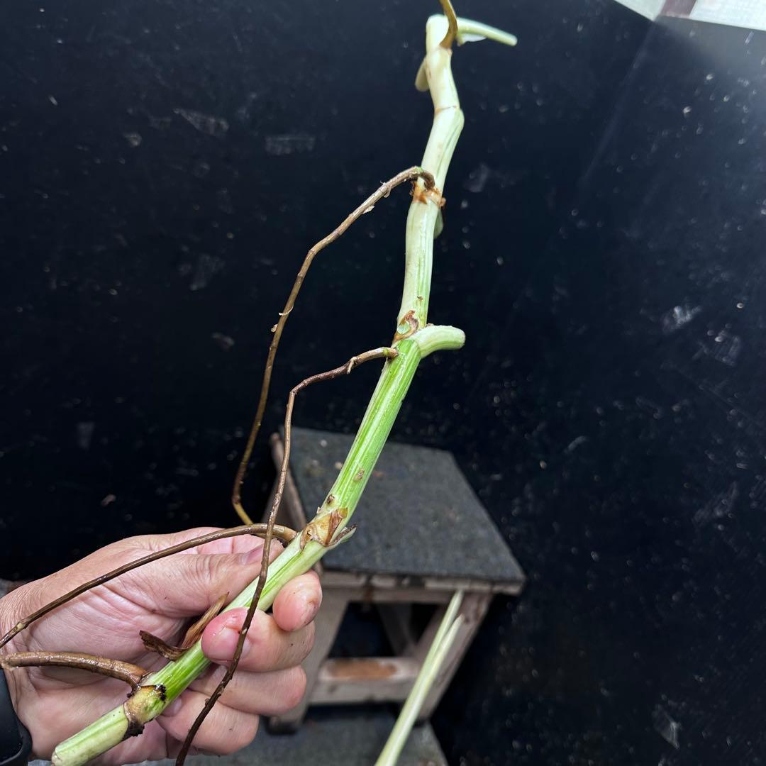 雨*♪様 斑入りモンステラホワイトタイガー大茎5株おまとめ