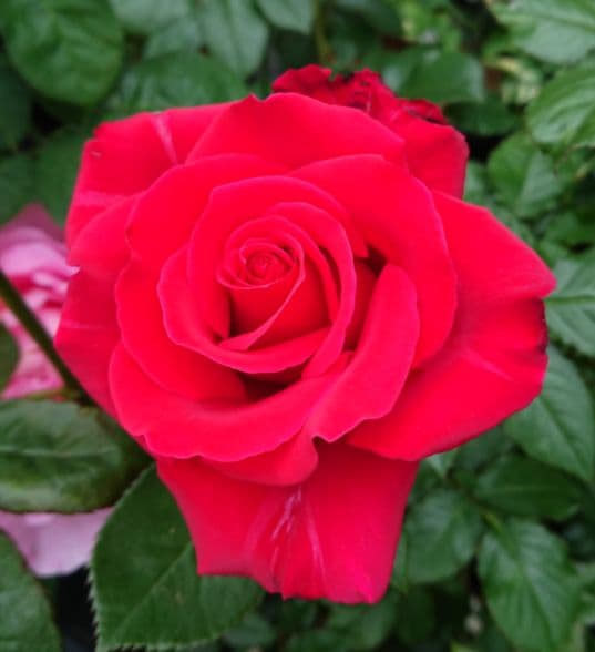 バラ苗(入手困難廃盤品種) 超激レア種 接ぎ木苗 - メルカリ