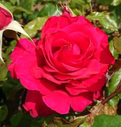 バラ苗(入手困難廃盤品種) 超激レア種 接ぎ木苗 - メルカリ