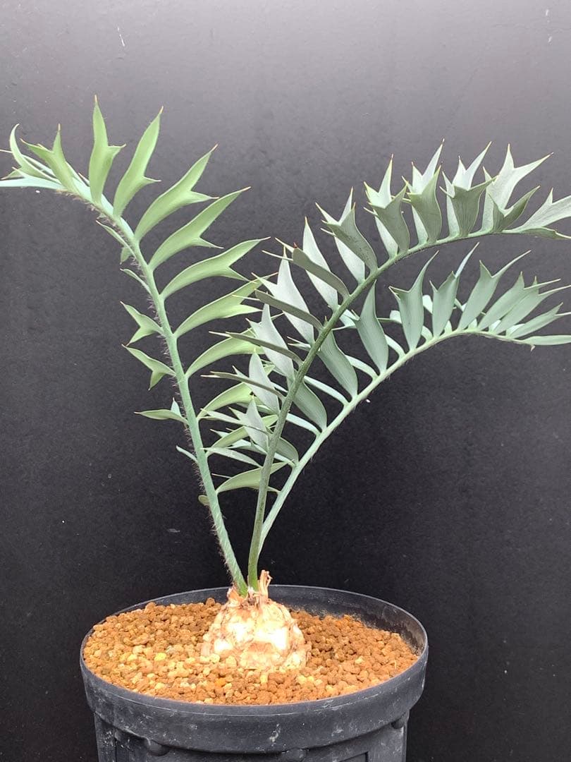 【発色良好】エンセファラルトス・ホリダス｜シャープ葉・優良個体No3-24 エンセファラルトス・ホリダス 03 Encephalartos horridus | Sun・