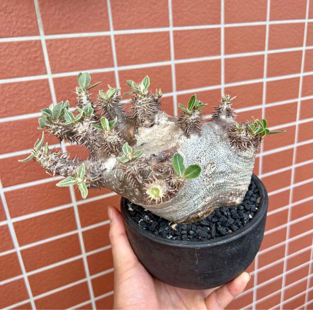 パキポディウム デンシフローラム現地球（種取り可能な充実株） - メルカリ