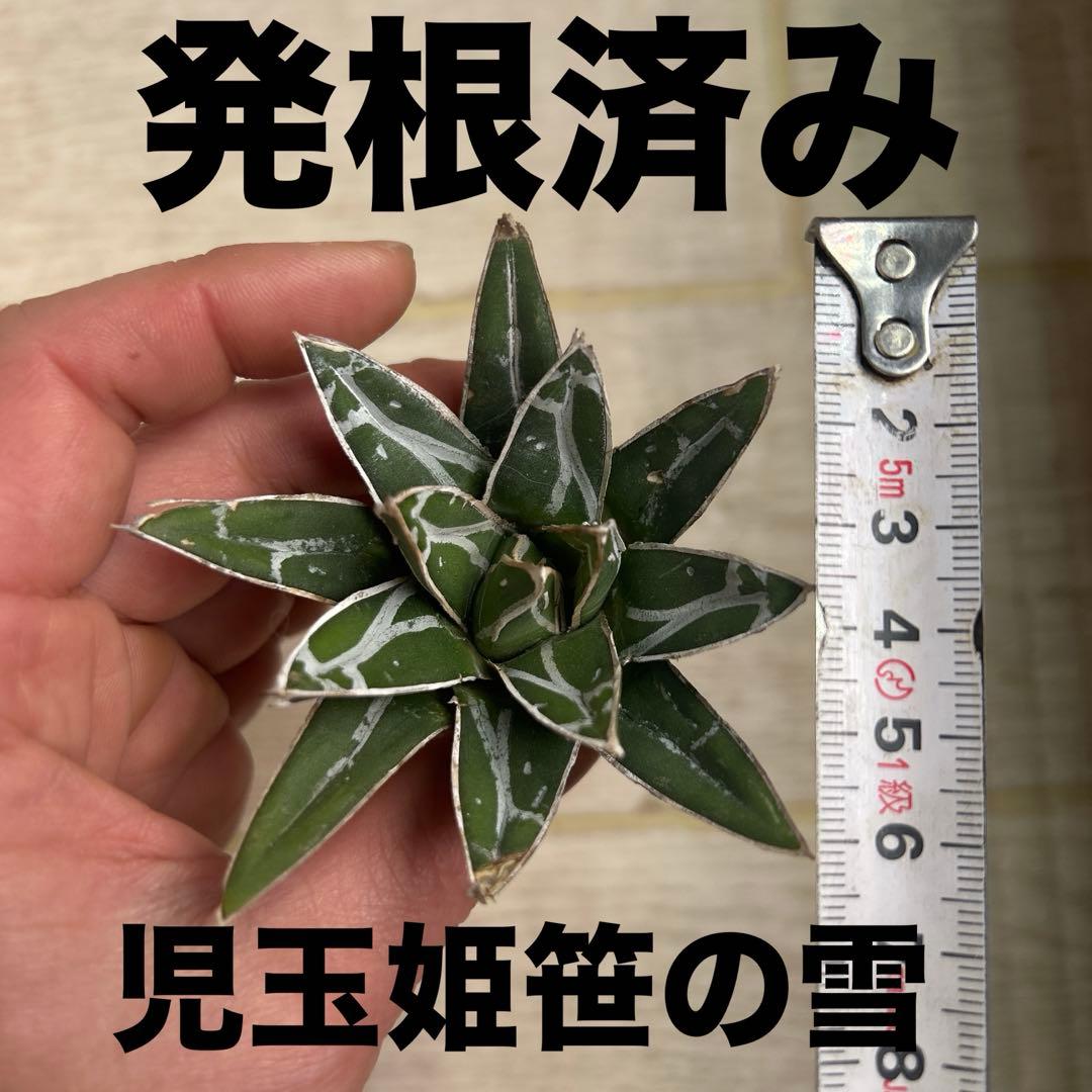 アガベ濃白ペンキ児玉姫笹の雪発根済みN-10 - メルカリ