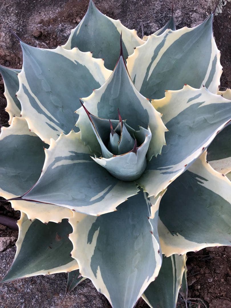 Agave ovatifolia 'Moby' アガベ オバティフォリア TC - メルカリ