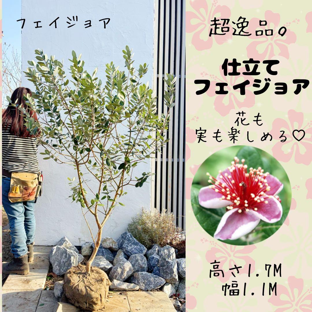超美形。仕立てフェイジョア1.7M(鉢底から) フェイジョア(実生苗・雑種）7号鉢植え1本立・鉢底から高さ75〜80cm位