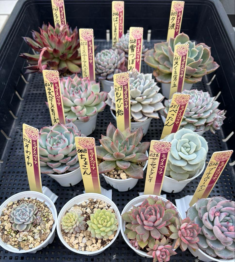 おらいさん苗12個セット　そわそわオマケで13苗ミックスベリア　エケベリア多肉 多肉植物 エケベリア そわそわ おらいさん苗 ミックスベリア - メルカリ