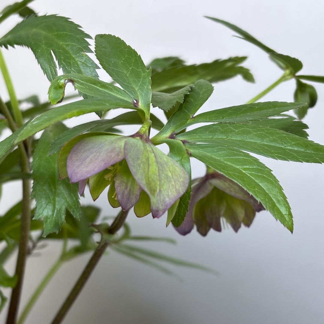 クリスマスローズ♡原種系交配♡ddグリーンバイカラー♡未株分け夏越し