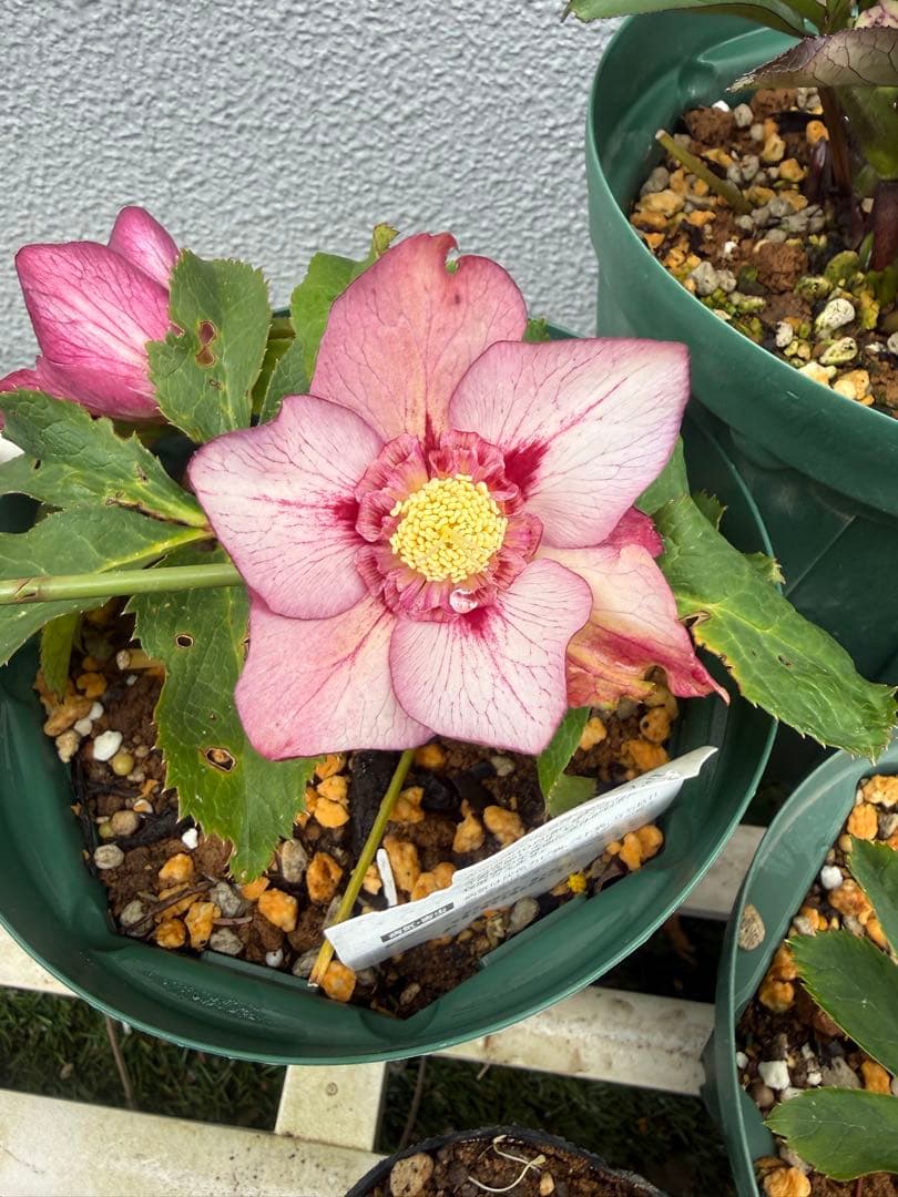 クリスマスローズ 4株セット - メルカリ