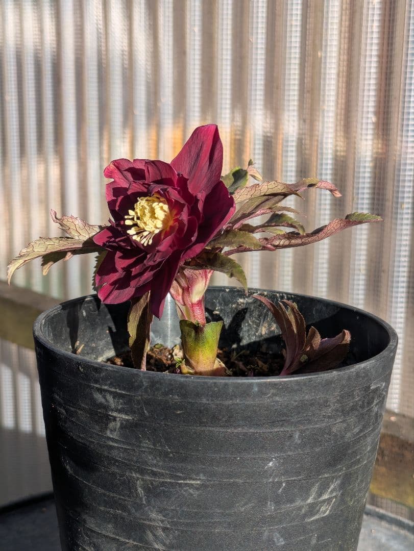 広瀬園芸 クリスマスローズ ダブル 【ベルベットレッド】 極美個体