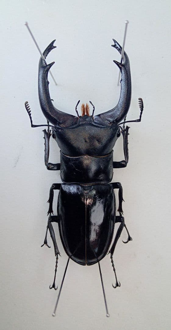 希少大型 ムニスゼッチフタマタクワガタ♂野外標本 - メルカリ