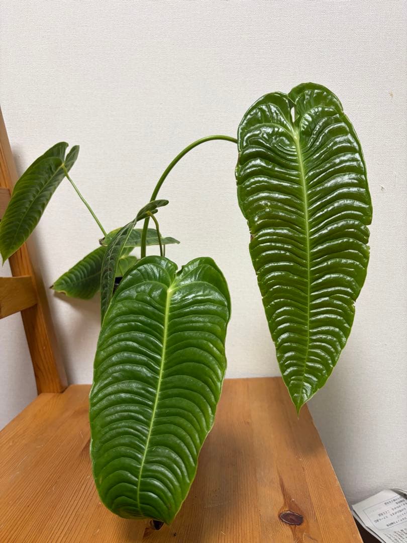 ＊アンスリウム　ベイチー　スーパーナロー　super narrow 4号＊ アンスリウム ベイチ スーパーナローフォーム (Anthurium Veitchii