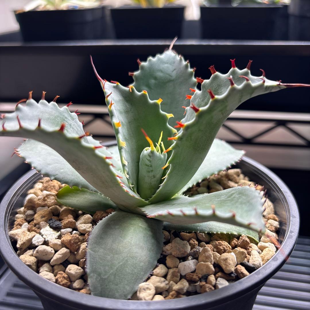 アガベ フロスティクリスタル ハイブリッド イシスメンシス×パラサナ