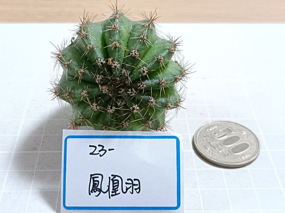 23-鳳凰羽 新品種 花サボテン ロビビア属 群開花 カキコ - メルカリ