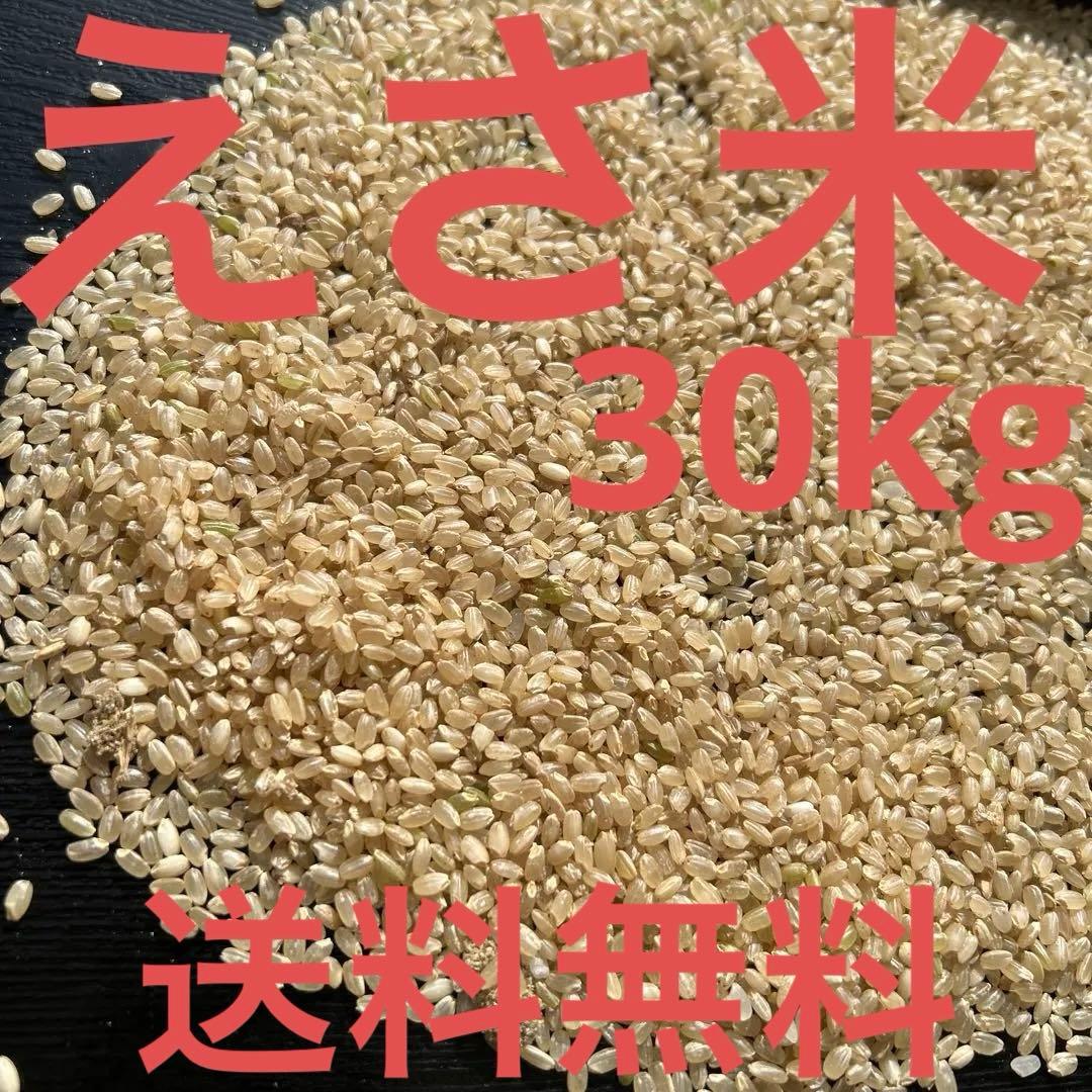 くず米 砕け米 割米 えさ米 鳥エサ 鳥餌 約30キロ - メルカリ