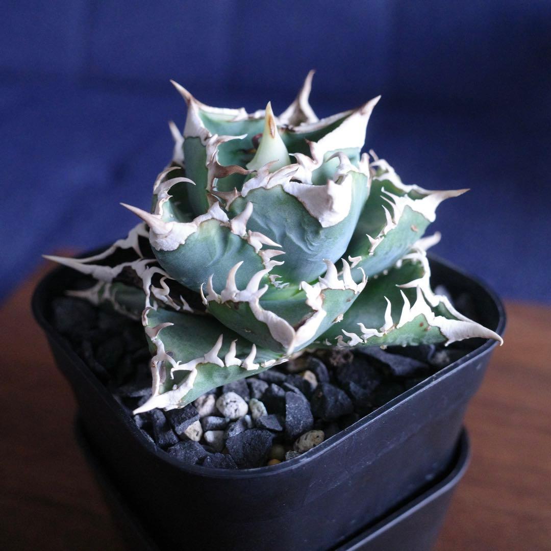 専用 アガベ チタノタ CJ Special 大白鯊タイプ 子株 - メルカリ