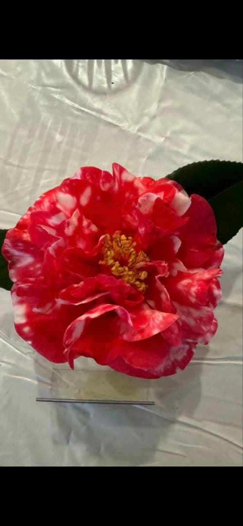 レイジェントリー Srixon ZXi7 Irons - Maple Hill Golf