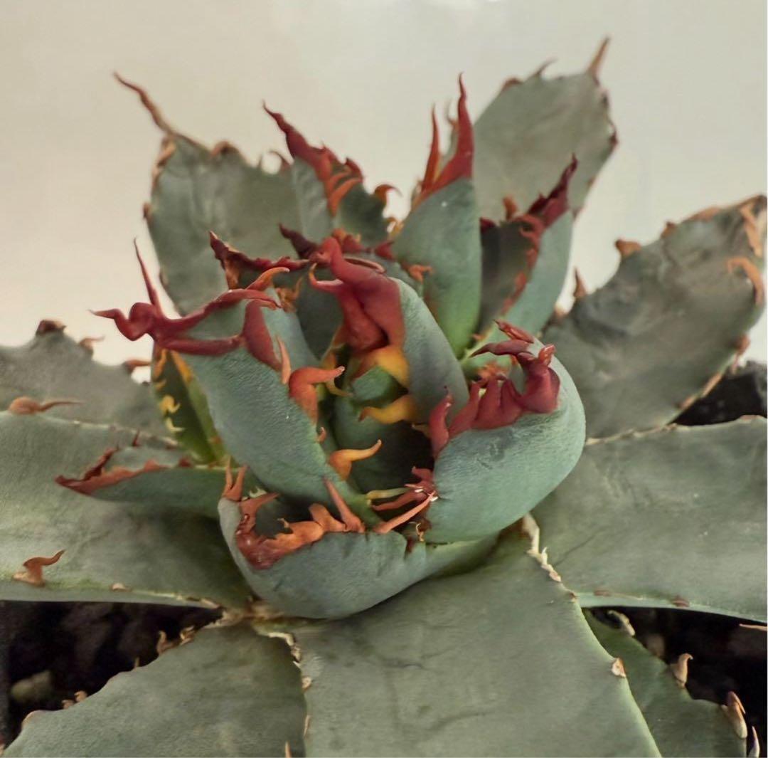 鉢ごと発送】アガベ チタノタ BB × ネバデンシス hyb発根【強陽炎