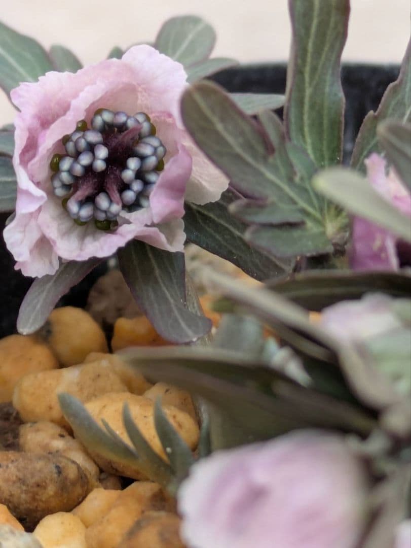 B.セツブンソウ 赤花 6花 - メルカリ