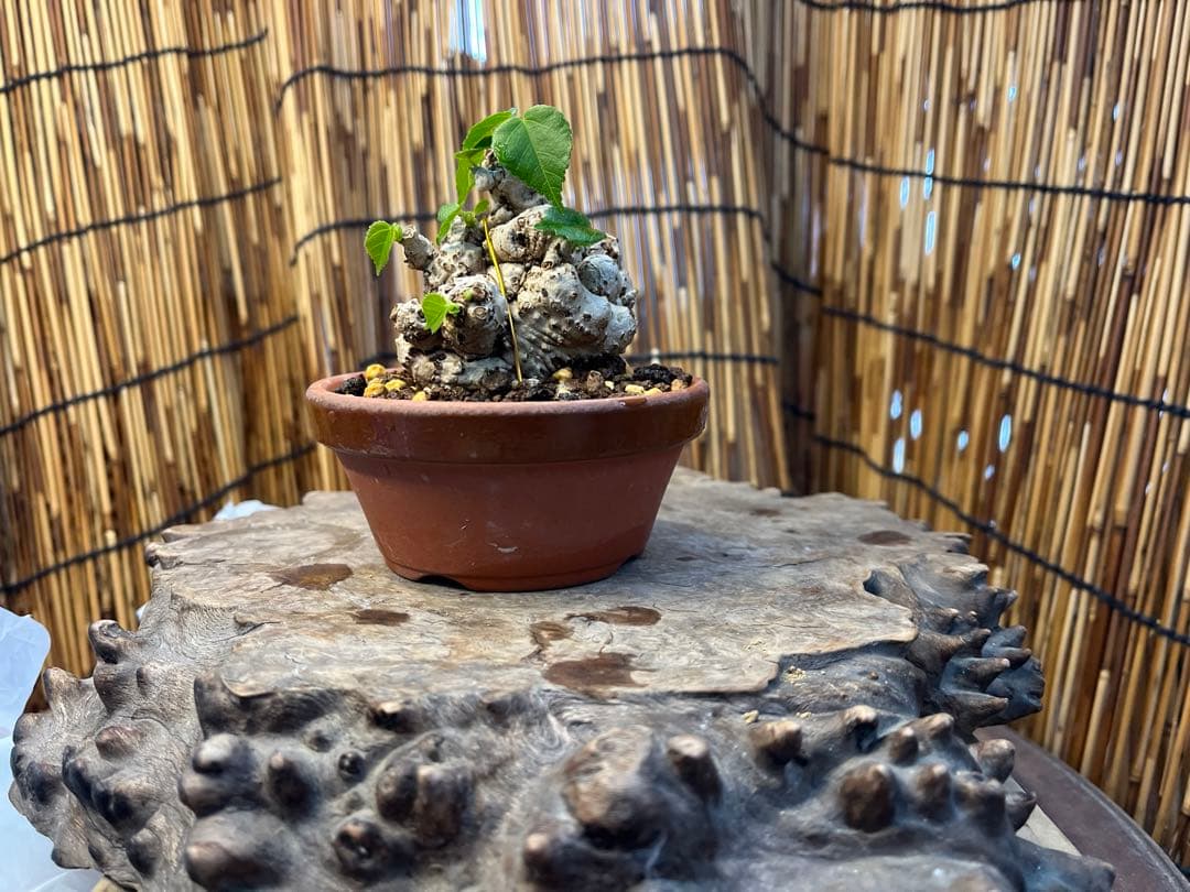 ✨✨✨オキナワイボオオハマボウ【◎良品素材】検/ハート葉♪happyセール♪