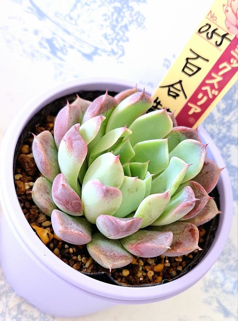 百合牡丹 札付きポットごとメルカリ便おらいさん苗ミックスベリア