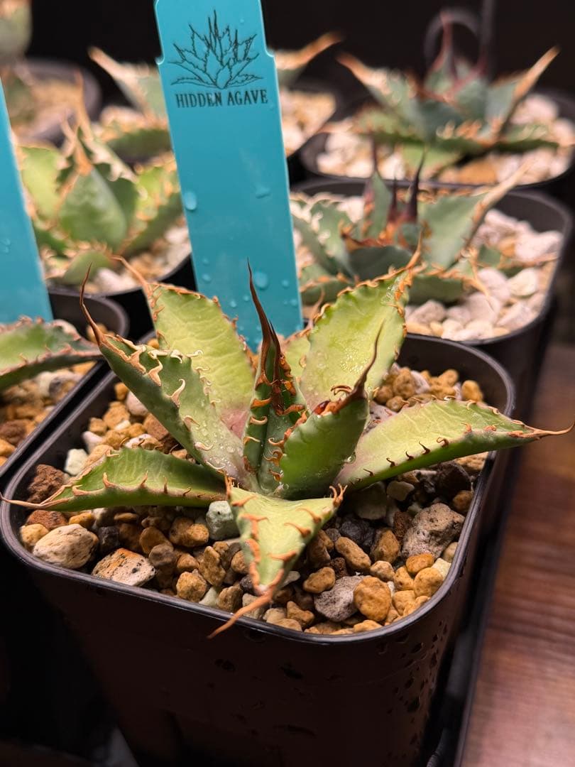アガベ エボリスピナ× BB hybrid ハイブリッド【発根活着済】② - メルカリ