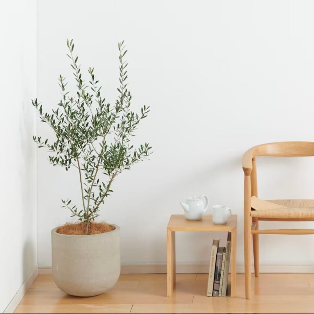 無印良品】セメント鉢 セメント鉢カバー 11号 - メルカリ