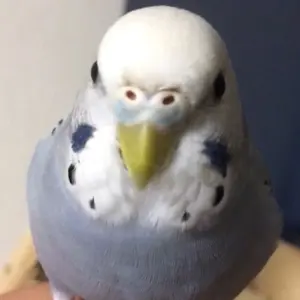 S*X様 ライブDio ZX キタコ デジタルメーター&デイトナ ガソリンメータ