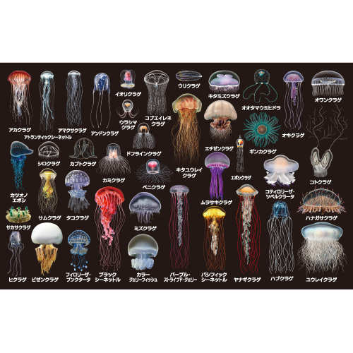 マグカップ：海月大全 – 株式会社ザ・アクセス-TheACCESS-