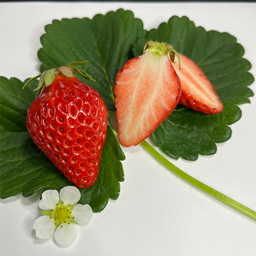 神奈川県小田原・箱根で立ったままいちご狩り AGRI WAYS 多品種、食べ