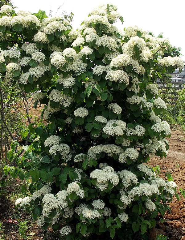自然樹形山採りガマズミ販売 茨城那珂 秋元園芸
